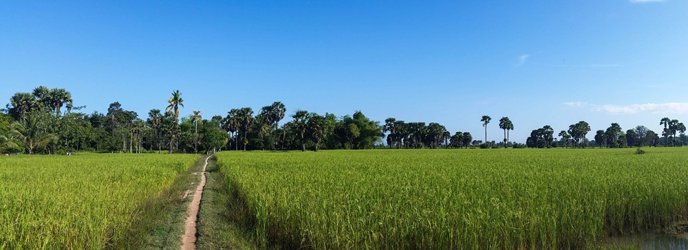 Reisfelder Kambodscha